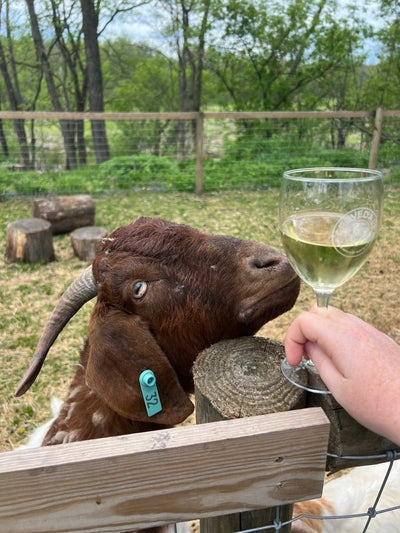 Visit the Best Winery in Wyalusing, PA